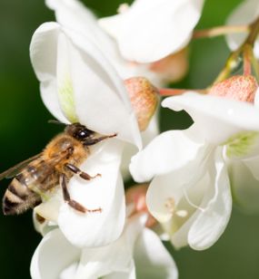 bee on acacia